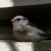 Zebra finch