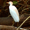 Cattle Egret