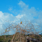 Boat Billed Flycatcher