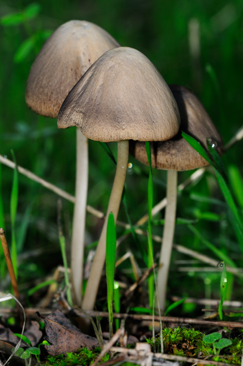 Brittlestem mushroom