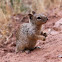 Rock squirrel - écureuil des rochers
