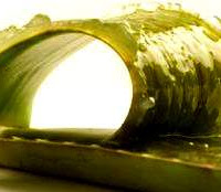 Aloe vera: Mitos y evicencia científica