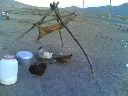 تولوق  يا  تولوخ - عكس توسط ستوده شايق -