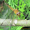 Neurothemis Dragonfly ♀