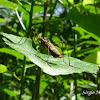 Assassin Bug (Female)