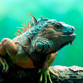 by Sanjay Nagaonkar - Animals Reptiles