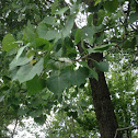 Cottonwood tree