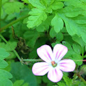 Herb Robert