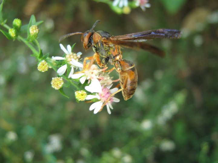 Brown Wasp