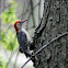 Red-Bellied Woodpecker (male)