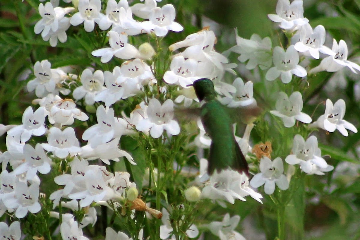 Ruby Throated Hummingbird