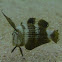 Peacock Razorfish, Juvenile