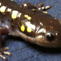 The Spotted Salamander or Yellow-spotted Salamander