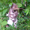 The nest of purple-rumped Sunbird