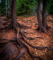 Cedar Roots near the Cascade River by Gary Hanson - Nature Up Close Trees & Bushes