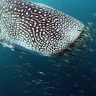 Whale Shark