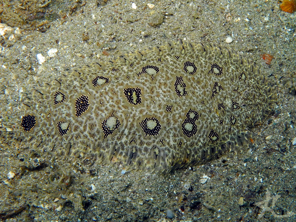 Angler Flatfish (juvenile) Project Noah