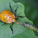 Predatory stink bug nymph