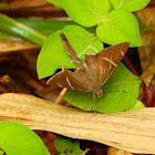 Longtail butterfly