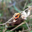 Asian Ladybug Pupa