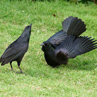 Cuban Blackbird