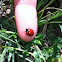 Ladybug, coccinella