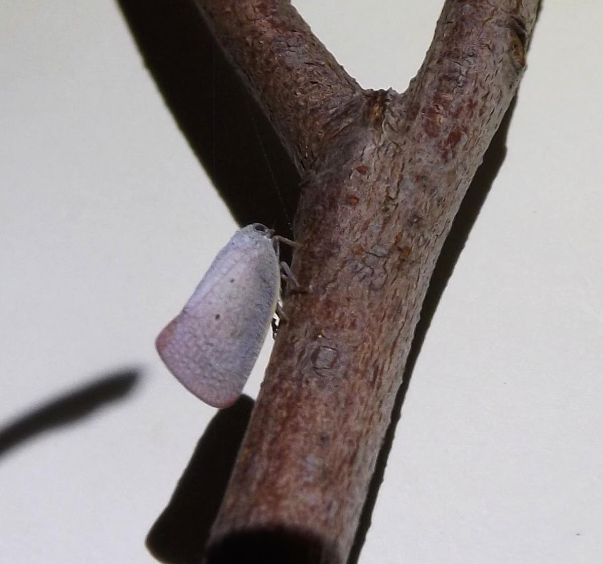 Two-spotted Flatid Planthopper