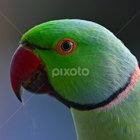 Rose Ringed Parakeet by Kulesh Boruah - Animals Birds