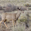 Mule Deer