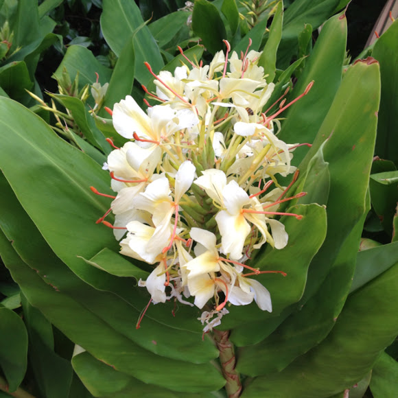 Ginger Lily Kahili Ginger Project Noah