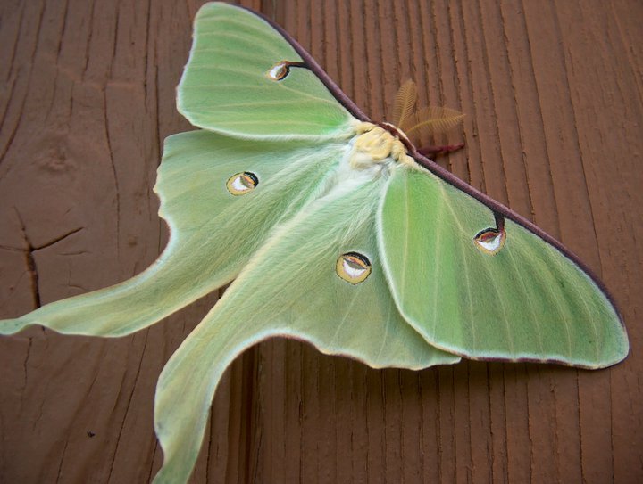 Luna Moth