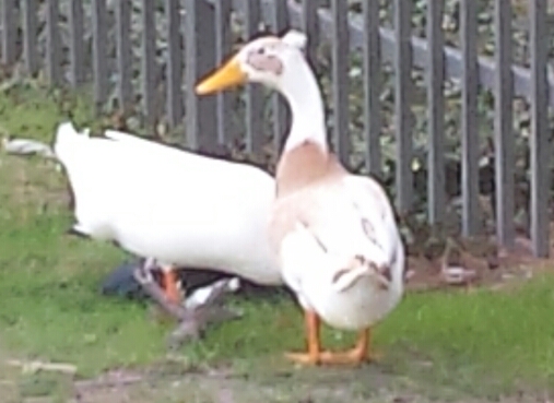 Domestic duck