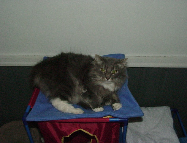 [Cat Mat 002[3].jpg]