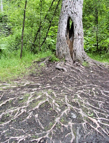 [Tbird Falls - roots 2[4].jpg]