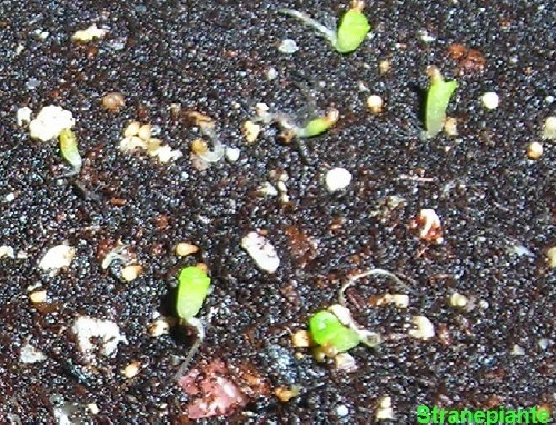 [200711201.2[1].jpg]