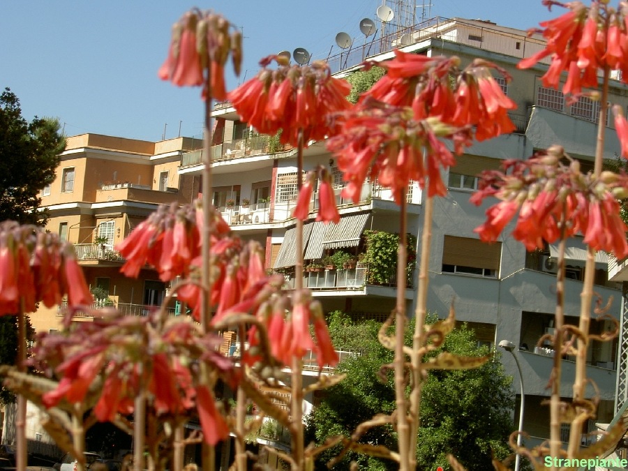 [Kalanchoe daigremontiana fioritura[3].jpg]