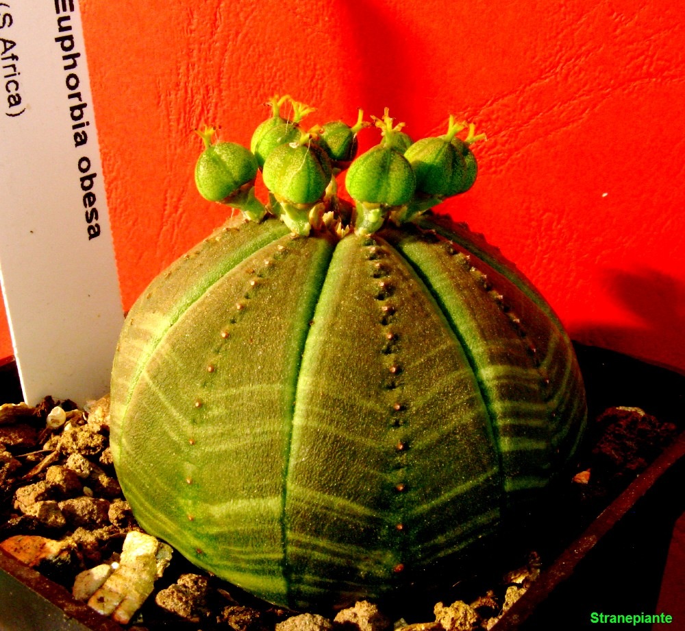 [Euphorbia-obesa-capsule-Africa[6].jpg]