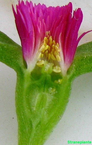 [aptenia-fiore-sezione-4[3].jpg]