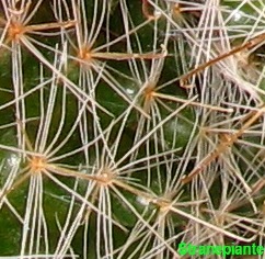 [spine-mammillaria-zeilmanniana[4].jpg]