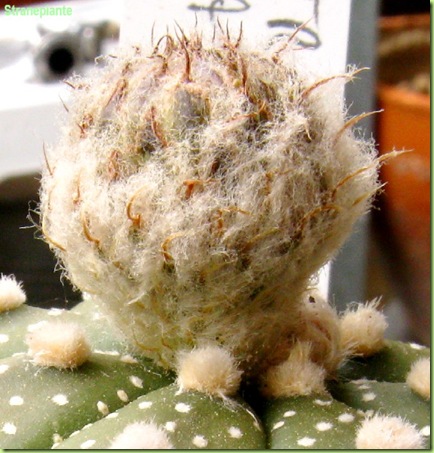 Astrophytum asterias bocciolo pianta