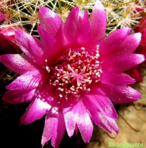 [Mammillariazeilmannianafiore[1].jpg]