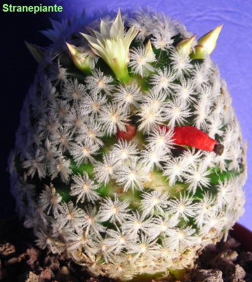[Mammillaria duwei[3].jpg]