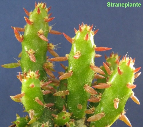 [Austrocylindropuntia subulata mostruosa 2[2].jpg]