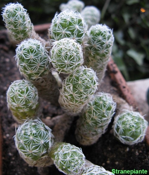 [Mammillaria gracilis[3].jpg]