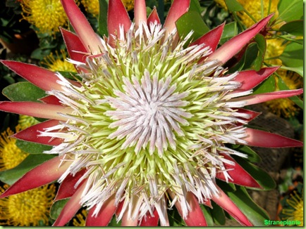 Protea magnifica fiore enorme