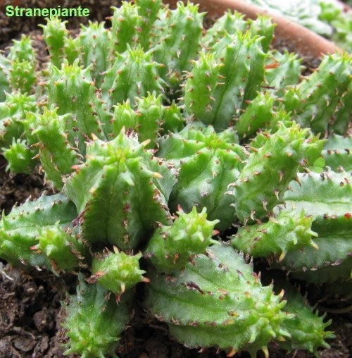 [Euphorbiasubmammillaris[1].jpg]