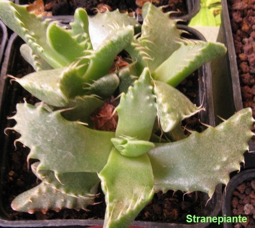 [Faucaria felina Faucaria longifolia Faucaria multidens[2].jpg]