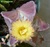 Astrophytum myriostigma1 fiore
