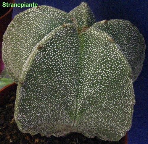 [Astrophytummyriostigma2[2].jpg]