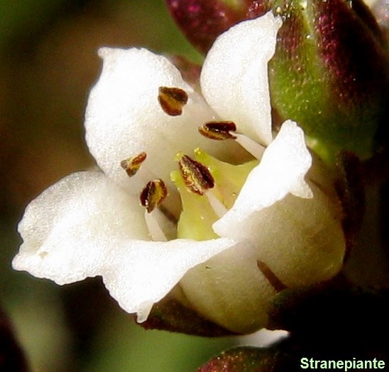 [Crassula capitella ssp thyriflora o thyrsiflora fiore[2].jpg]